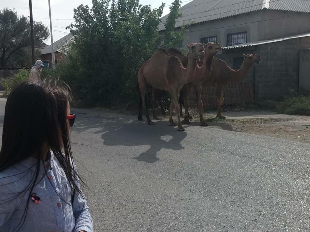 Vip Hostel Turkistan Eksteriør billede